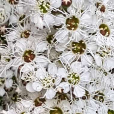 Leptospermum