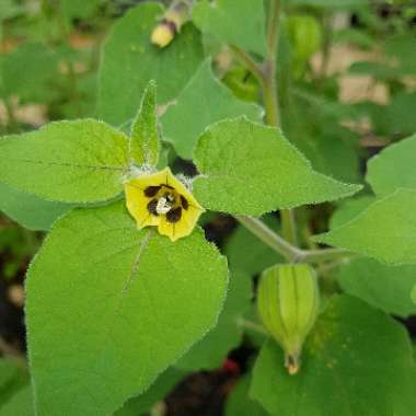 Physalis peruviana