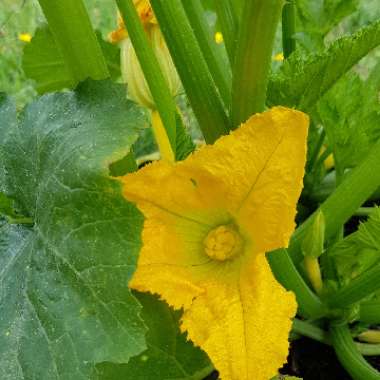 Cucurbita Pepo var. Cylindrica 'Atena'