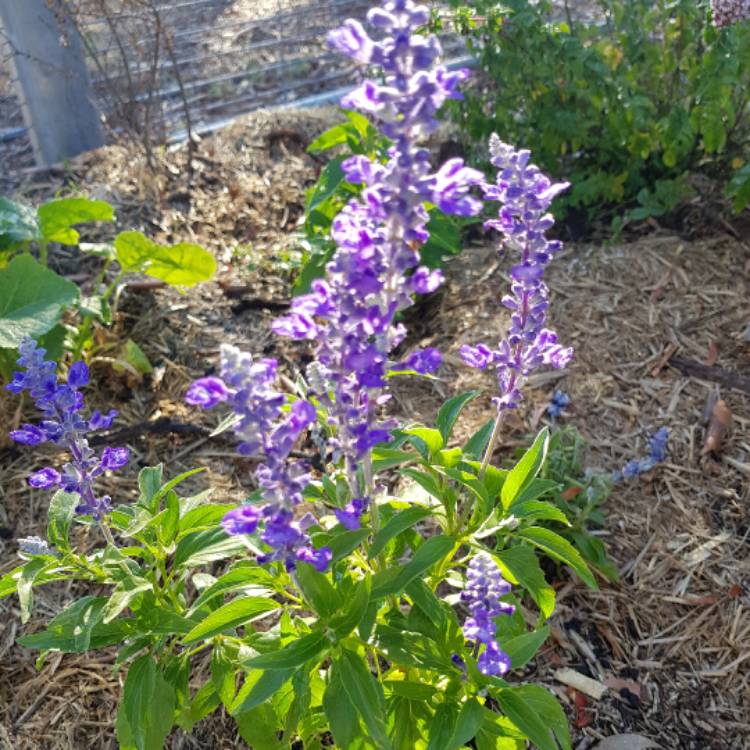 Plant image Salvia farinacea 'Blue Bedder'