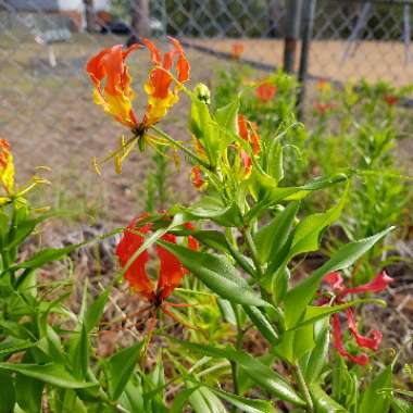 Gloriosa superba