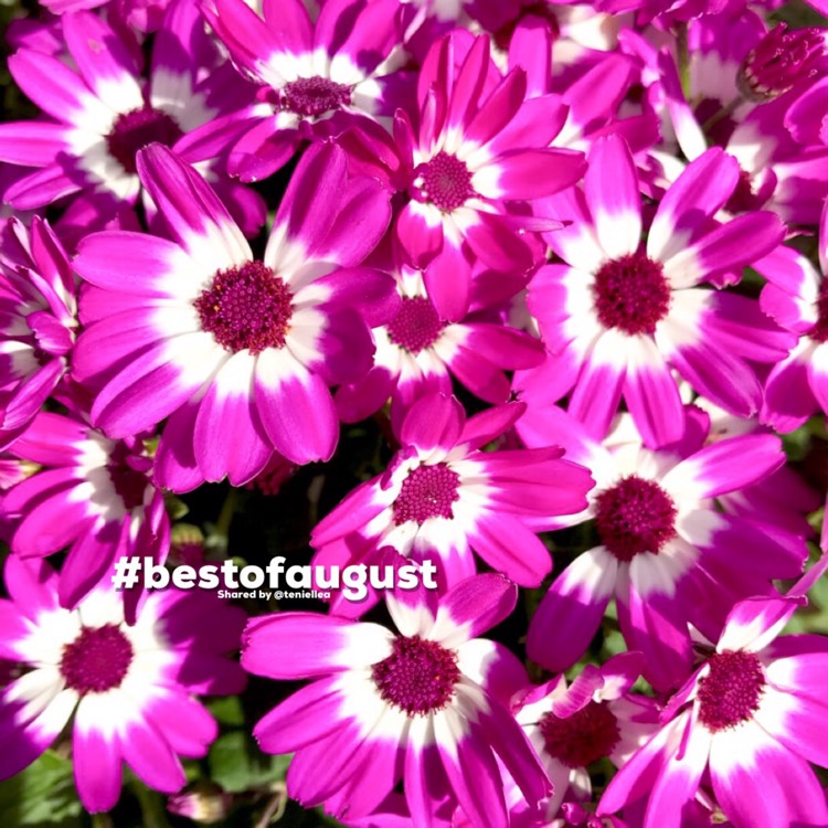 Plant image Pericallis x hybrida (Senetti Series)