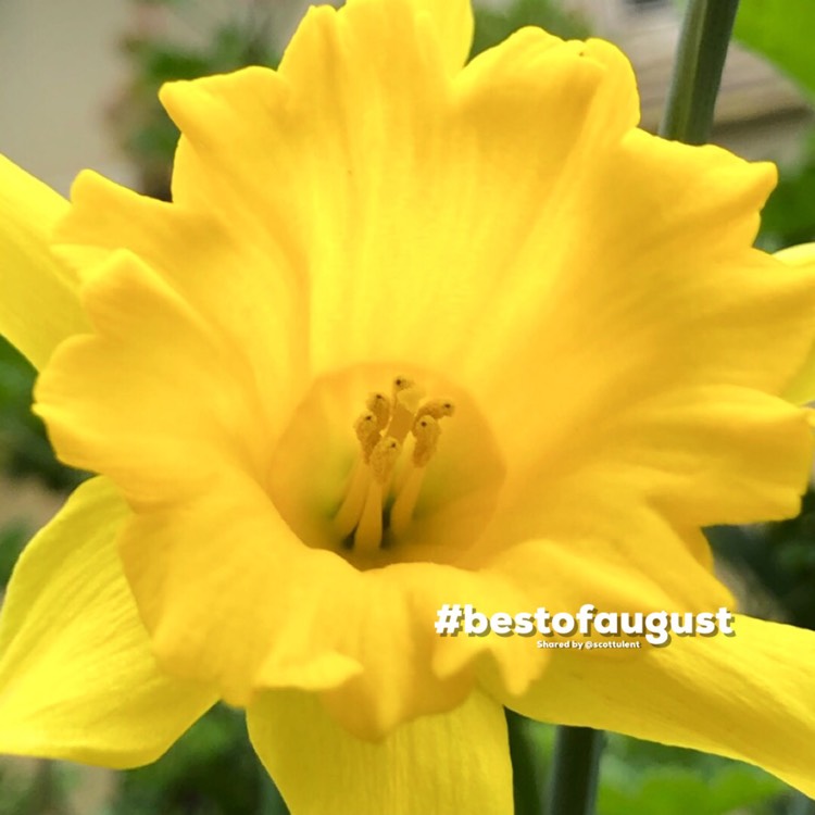 Plant image Narcissus 'King Alfred'