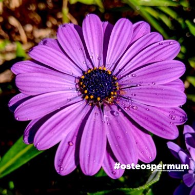 Osteospermum