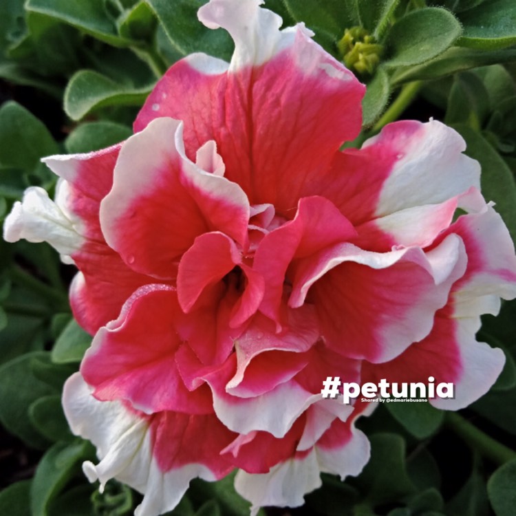 Plant image Petunia Frills And Spills 'Anna'