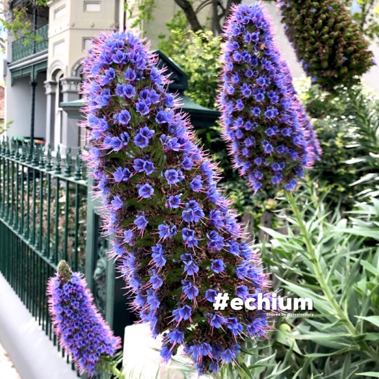 Plant image Echium candicans syn. Echium fastuosum