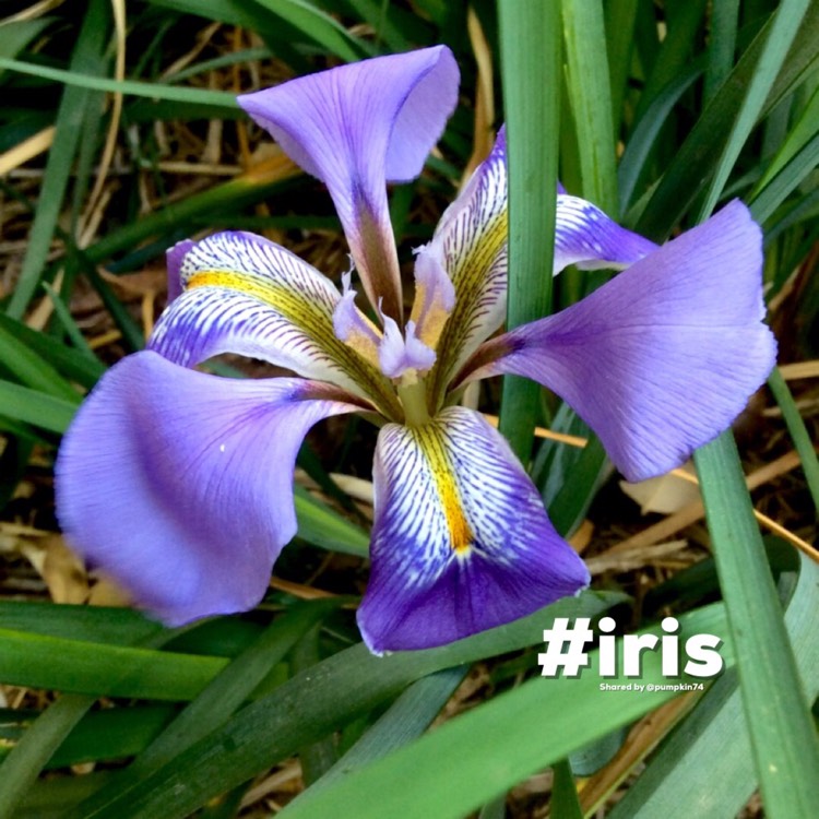 Plant image Iris unguicularis