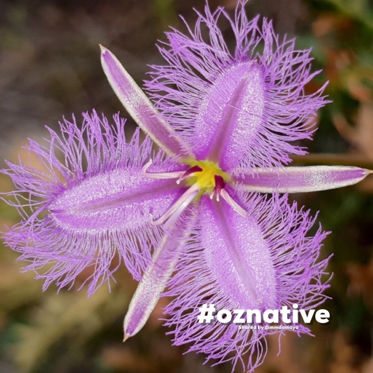 Plant image Thysanotus tuberosus