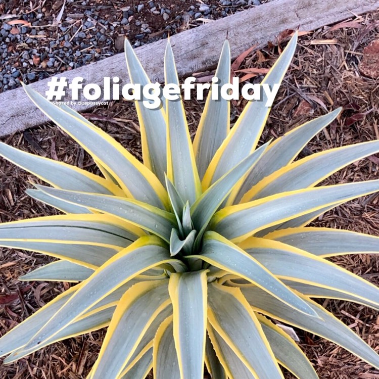 Plant image  Agave desmettiana ' Galactic Traveller' 