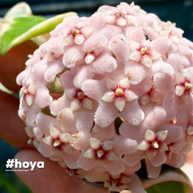 Hoya Compacta