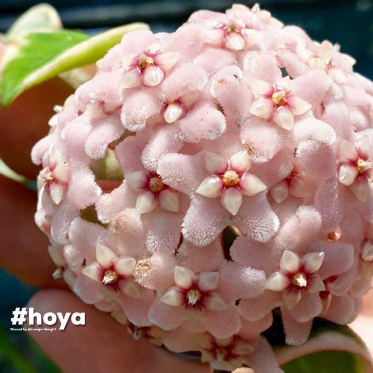 Plant image Hoya Compacta