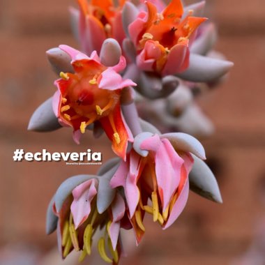 Echeveria Exotic