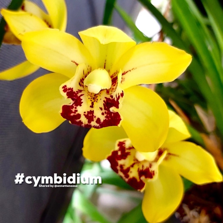 Plant image Cymbidium Tropical 'The Brightest'