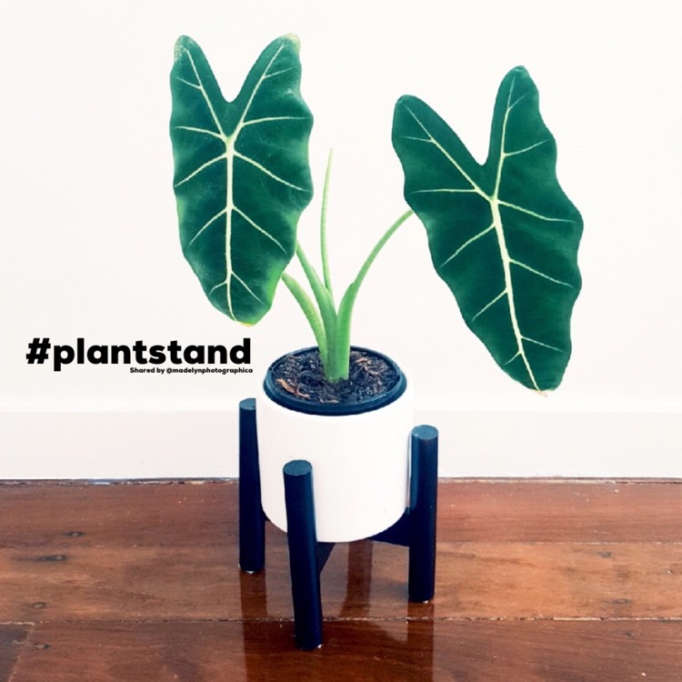 Plant image Alocasia Micholitziana 'Frydek'