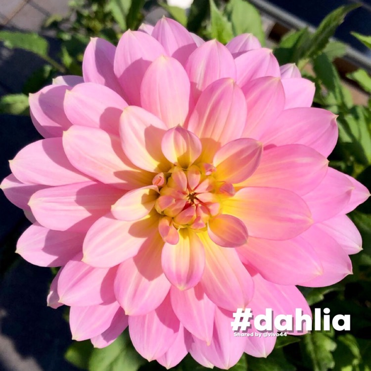 Plant image Dahlia 'Sunnyrose'