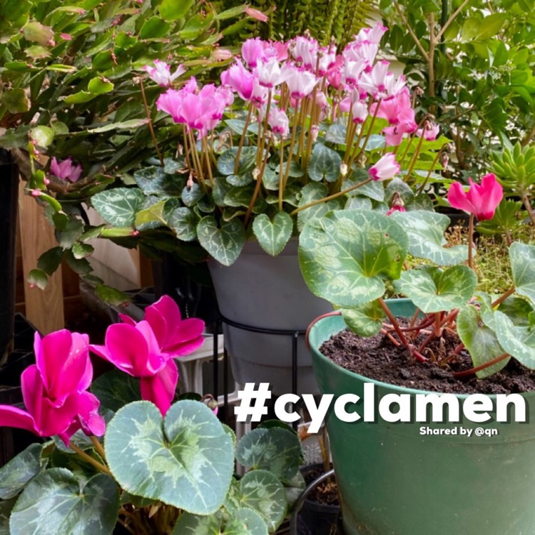 Plant image Cyclamen persicum