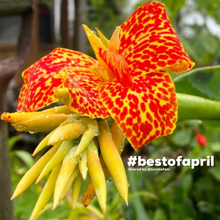 Plant image Canna 'Maui Punch'