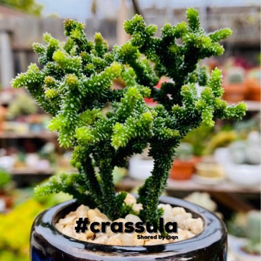 Crassula muscosa monstrosa