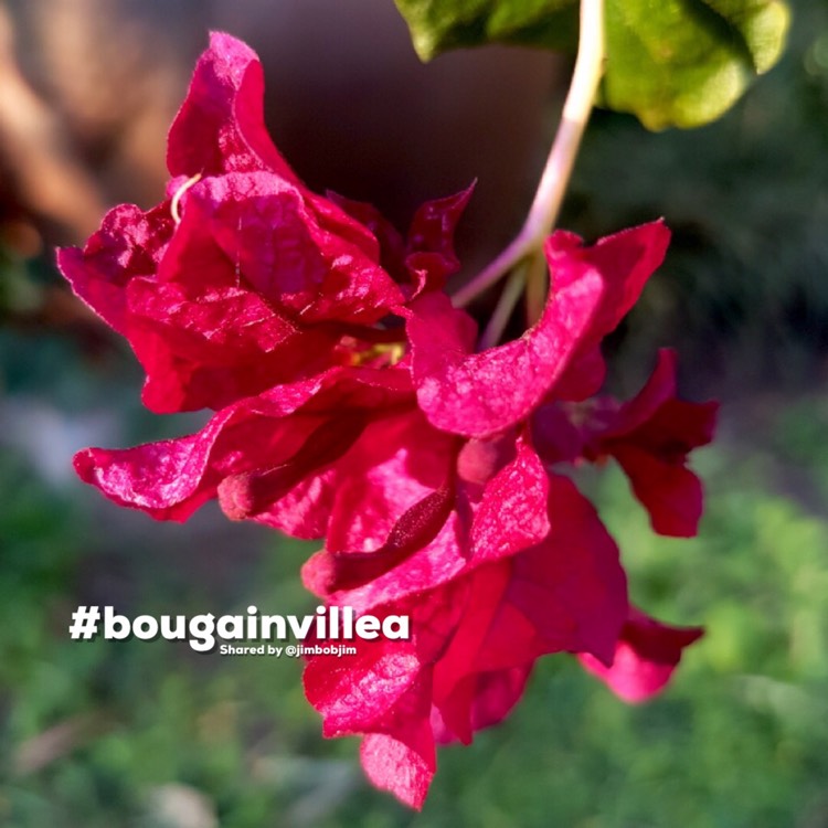 Plant image Bougainvillea 'Bambino'