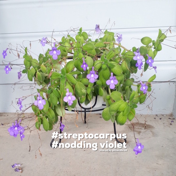 Plant image Streptocarpus caulescens