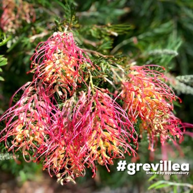 Grevillea bipinnatifida x banksii 'Ned Kelly' syn. Grevillea Mason's hybrid