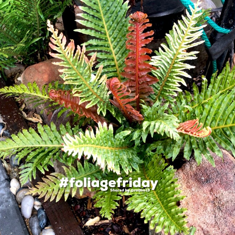 Plant image Blechnum brasiliense Volcano