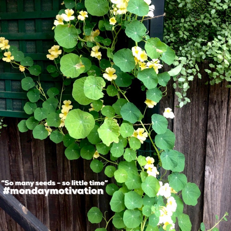 Plant image Tropaeolum majus 'Milkmaid'