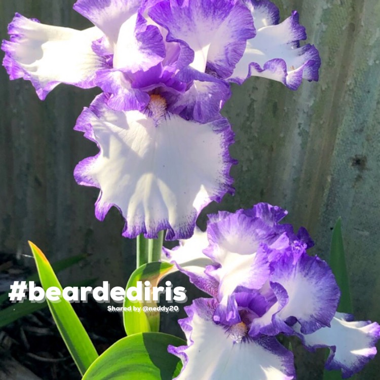 Plant image Iris x germanica 'Conjuration'