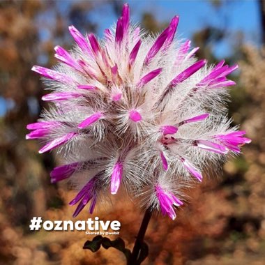 Ptilotus nobilis syn. Pytilotus exaltatus