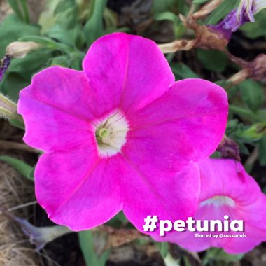 Petunia