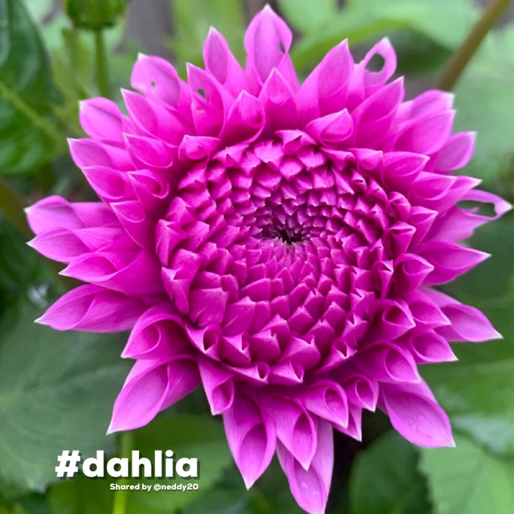 Plant image Dahlia 'Winkie Chevron'