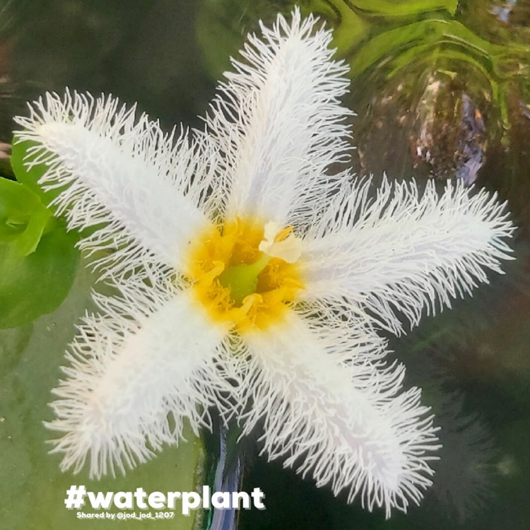 Plant image Nymphoides Indica Lily