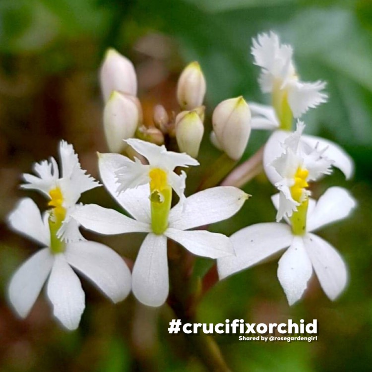 Plant image Epidendrum