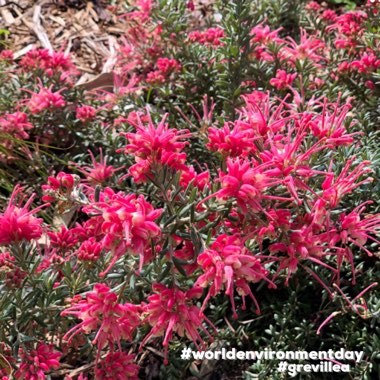 Grevillea Strawberry Smoothie 