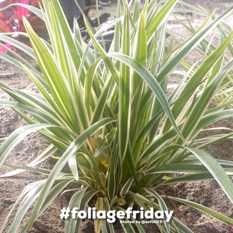 Plant image Dianella tasmanica Variegata