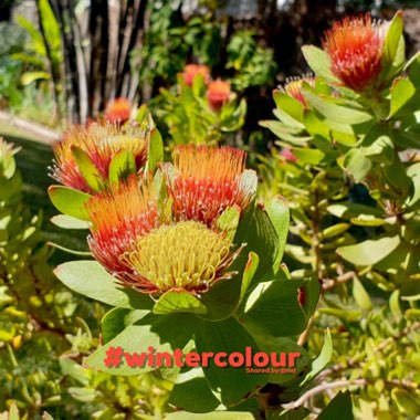 Leucospermum Oleifolium