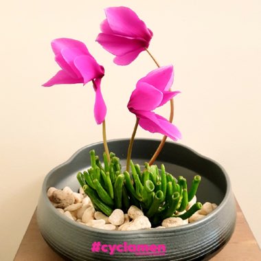 Cyclamen persicum