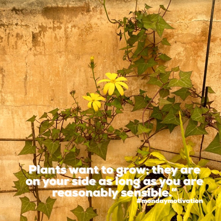 Plant image Senecio macrogiossus