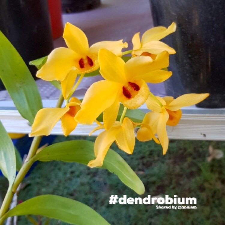 Plant image Dendrobium 'Gatton Sunray'