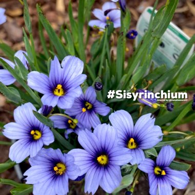 Sisyrinchium 'Devon Skies'