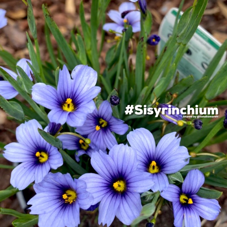 Plant image Sisyrinchium 'Devon Skies'