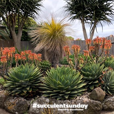 Aloe Polyphylla