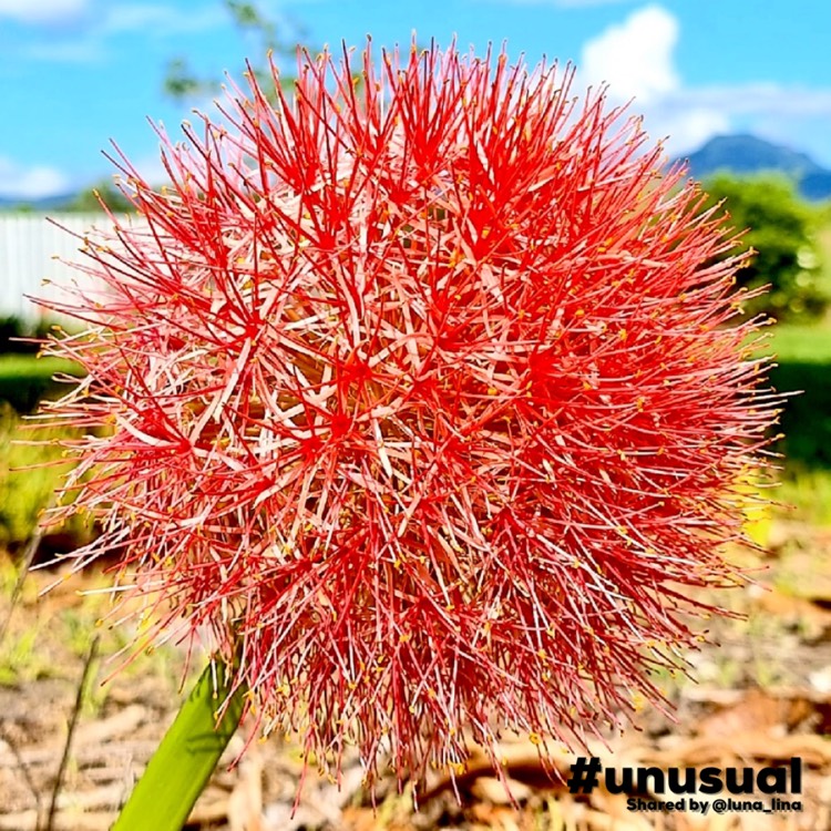 Plant image Scadoxus