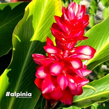 Alpinia Purpurata