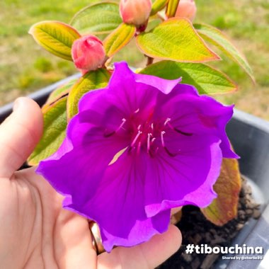 Tibouchina