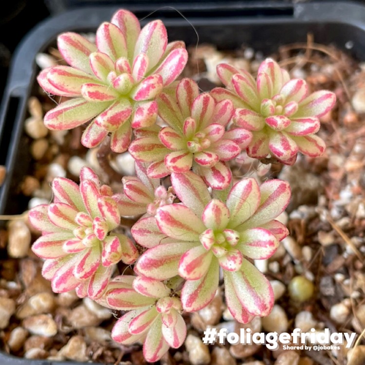 Plant image Aeonium Sedifolium Variegated