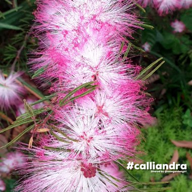 Calliandra surinamensis 'Pink Poodle'