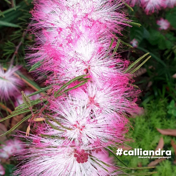 Plant image Calliandra surinamensis 'Pink Poodle'