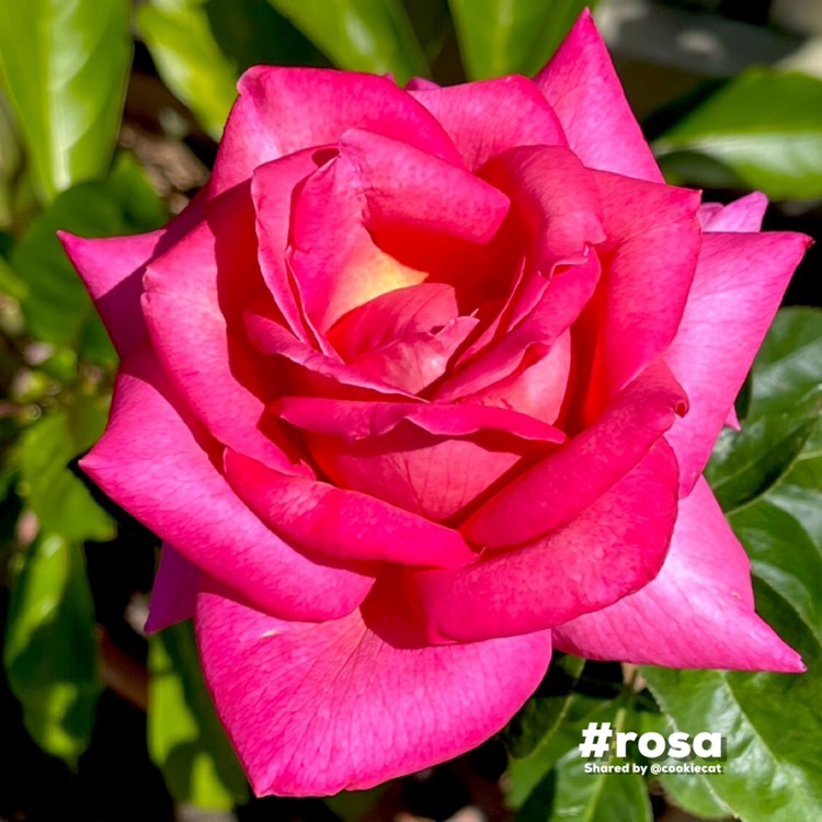 Plant image Rosa 'Chicago Peace'