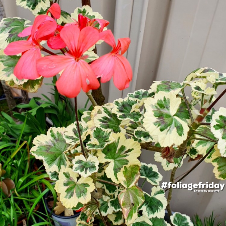 Plant image Pelargonium 'Frank Headley'